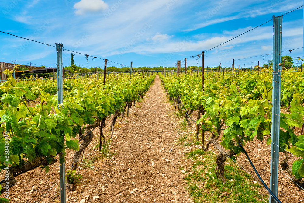 Rows of vines, mountainous landscape on sunny day, Crete island