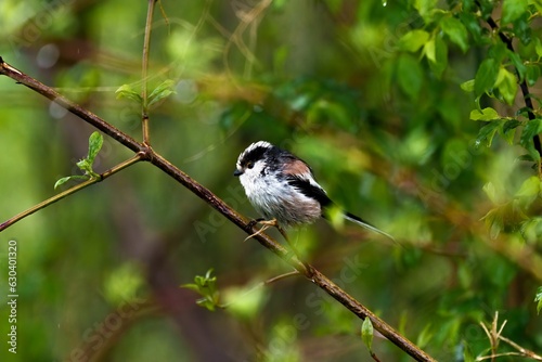 Small Long-tailed tit bird perched atop a branch of a tree