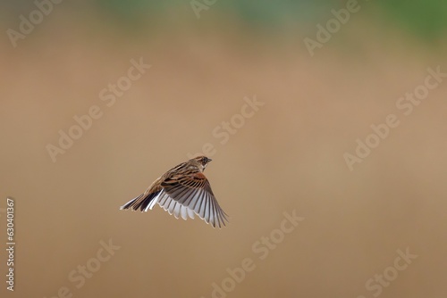 Common Reed Bunting bird gracefully flies through a clear sky, its wings outstretched photo