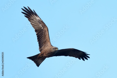 Majestic bird soaring through the sky with wings outstretched