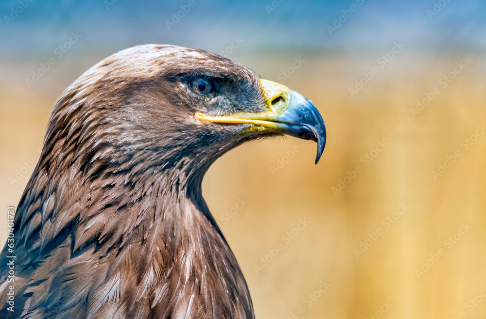 Naklejka premium Steppe Eagle Profile Close Up