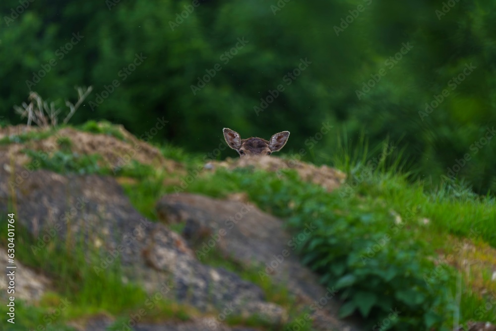 Head of a deer against the backdrop of lush greenery.