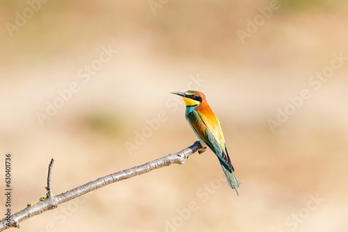 Selective focus shot of a European bee-eater bird perched on a branch