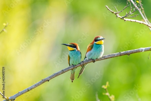 Фотография Selective focus shot of European bee-eater birds perched on a branch