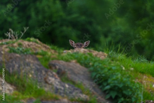 Head of a deer against the backdrop of lush greenery.
