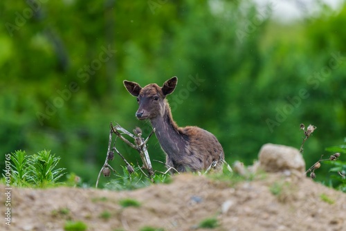 Deer against the backdrop of lush greenery. © Ben Seiferling/Wirestock Creators