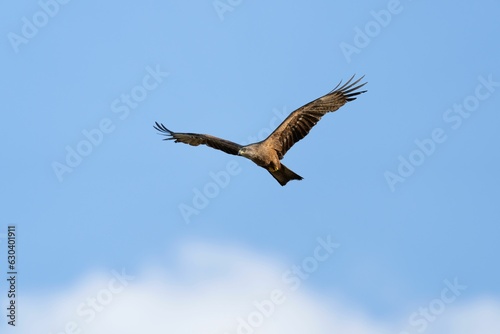 a hawk is flying over the blue sky and cloudless day
