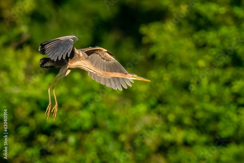 Majestic Great Blue Heron soars gracefully over a tranquil forest of lush green trees © Ben Seiferling/Wirestock Creators