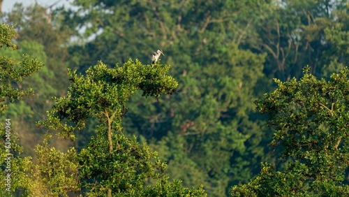 Idyllic scene of a Great heron standing on a tree in a lush forest