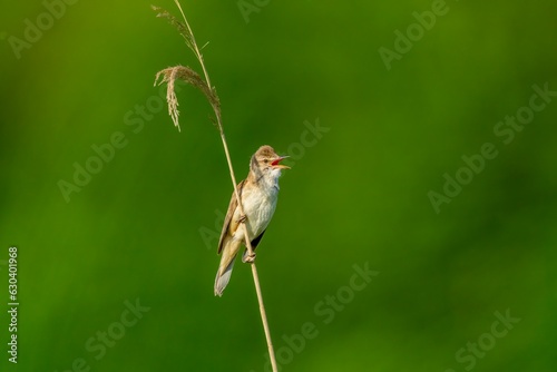 Fotografie Great reed warbler chirping on a thin hairgrass stem