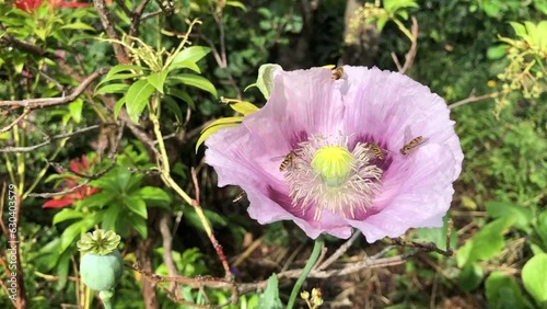 Hover flies and white tailed bumble bee pollinating an Opium poppy  flower in summer, United Kingdom
