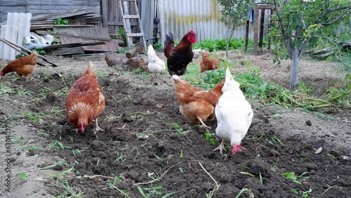Free range chickens dig and scratch the ground with their feet, peck and feed. photo