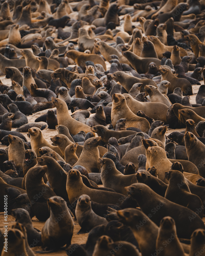 Obraz premium Huge colony of sea lions