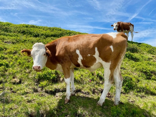 Kühe beim Stemmerkogel in der Nähe von Saalbach-Hinterklemm © Jens