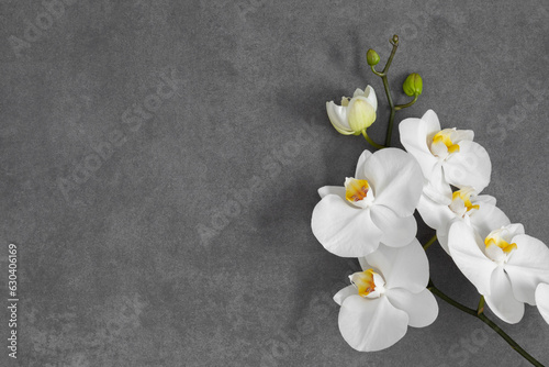 Flowers trendy composition. White orchid flowers on gray stone background. Flat lay, top view, copy space