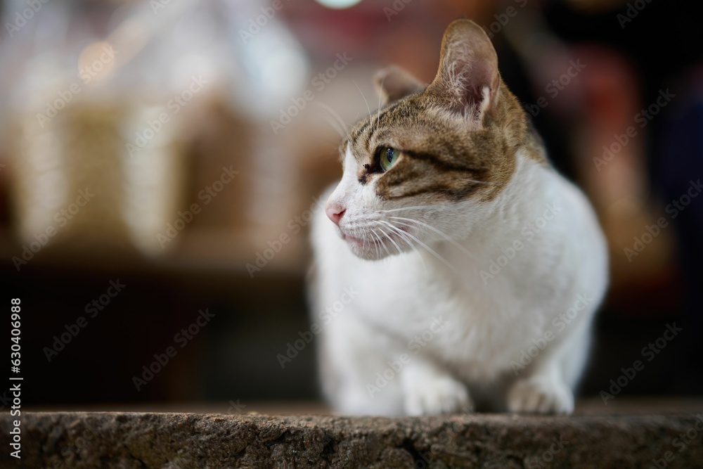 a cat sits on a ledge next to a table with food