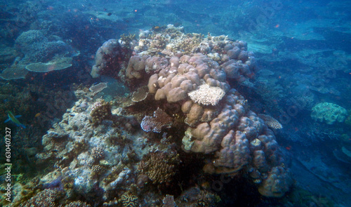 Underwater coral landscape, Waigeo Island, Raja Ampat, South West Papua, Indonesia