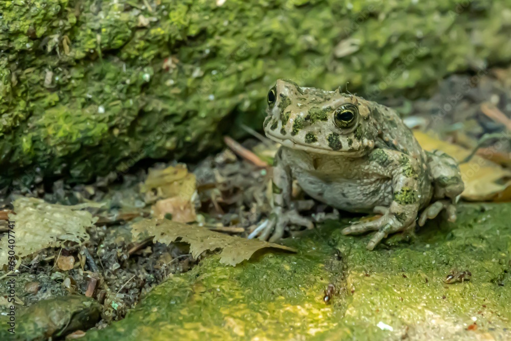a frog sitting on a moss covered rock in the woods a frog sitting on a moss covered rock in the woods