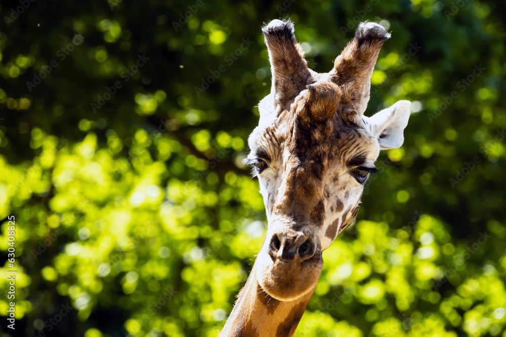 Obraz premium Closeup shot of the head of a giraffe