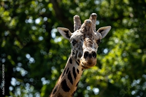 Closeup shot of the head of a giraffe © Col Armo/Wirestock Creators
