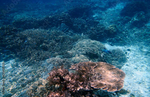 Underwater coral landscape  Yenbuba Island  Raja Ampat  South West Papua  Indonesia