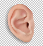 Realistic human ear isolated on transparent background. Beautiful 3d vector face part with funnel, earlobe, helix, tragus. Close up frontal plane.