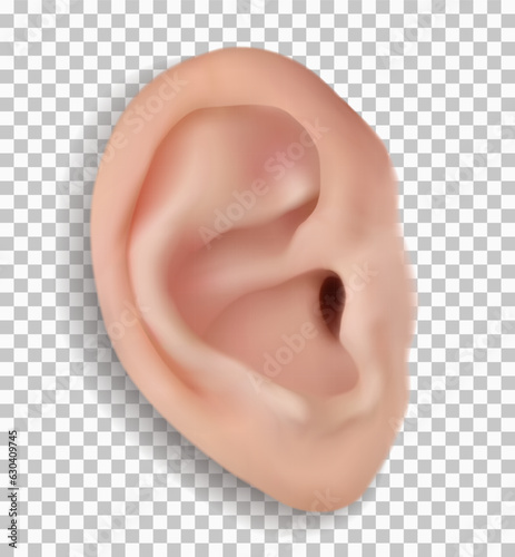 Realistic human ear isolated on transparent background. Beautiful 3d vector face part with funnel, earlobe, helix, tragus. Close up frontal plane.