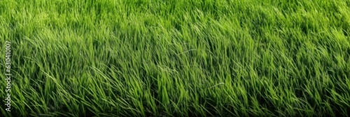 Beautiful green grass close up. Natural fresh grass panoramic background texture. 