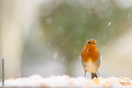 Closeup of a robin bird with snow falling down on a blurred background © Lisa Gray/Wirestock Creators