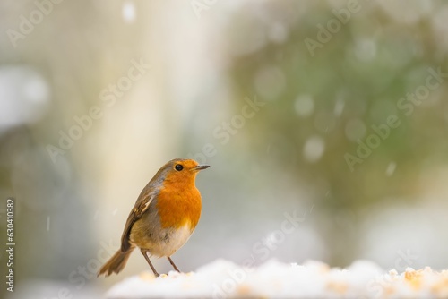 Closeup of a robin bird with snow falling down on a blurred background © Lisa Gray/Wirestock Creators