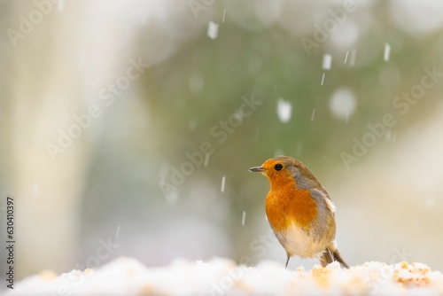 Closeup of a robin bird with snow falling down on a blurred background