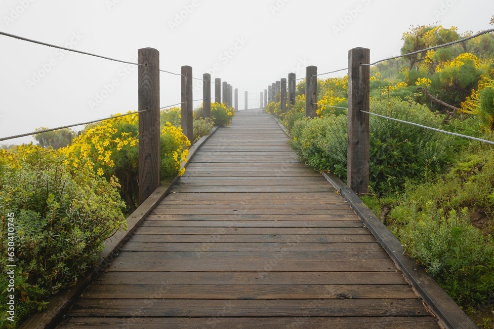 Scenic wooden pathway winding through a tranquil beach landscape shrouded in a mysterious fog.