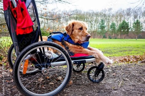 Golden retriever dog with injured legs being pushed around in a dog-specific buggy. © Paul Gorvett/Wirestock Creators