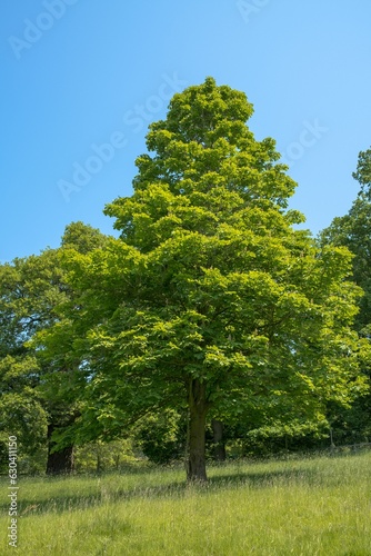 Horse chess nut tree conker tree in the summer