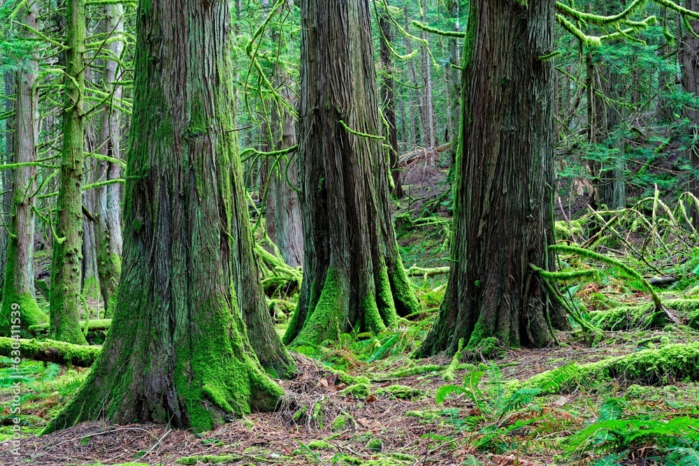 Western red cedar tree, The Bluffs, Galiano Island, BC Canada