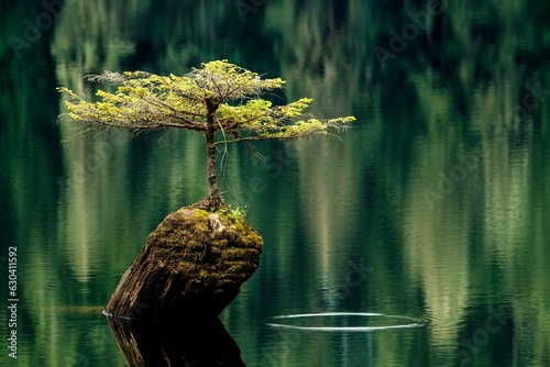Solitary tree stands on a weathered tree stump in Fairy Lake, Port Renfrew, Vancouver Island, Canada photo