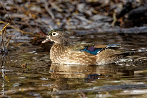 Photography Female wood duck in a pond in Victoria, BC, Canada