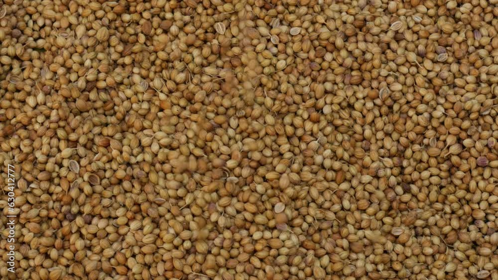 Dried whole coriander seeds. Coriandrum sativum Dried whole coriander seeds. Coriandrum sativum