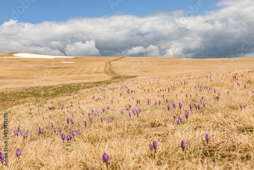 the landscape is full of some purple flowers in the middle of nowhere