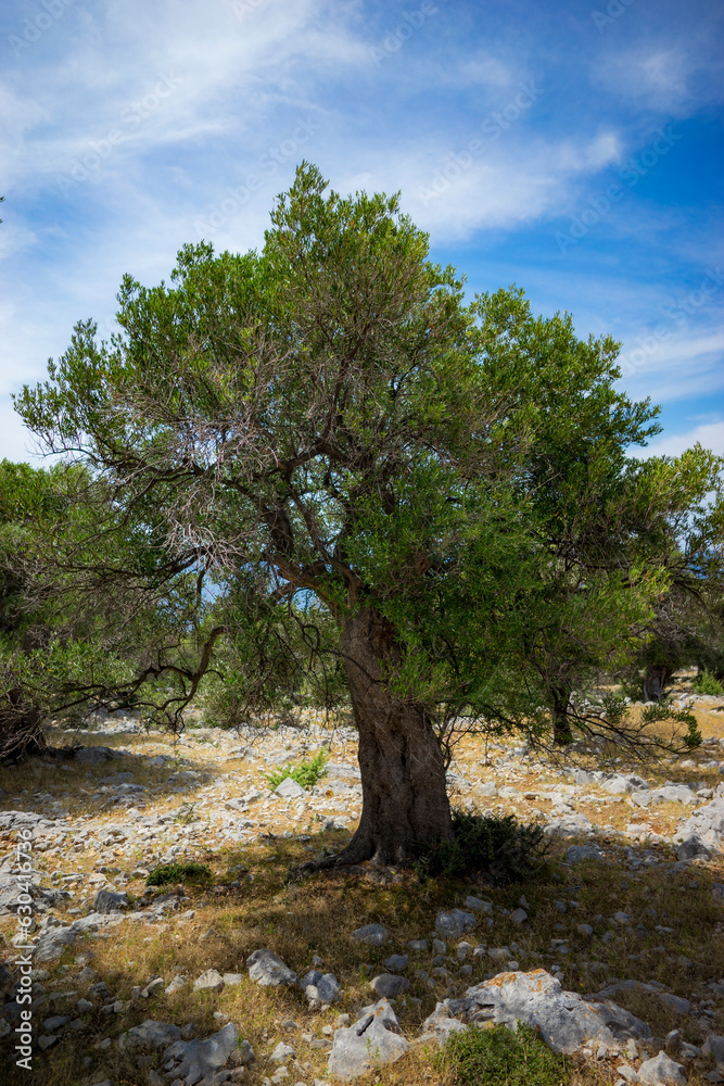 old olive tree, Adriatic coast, northern Mediterranean, summer, sunny
