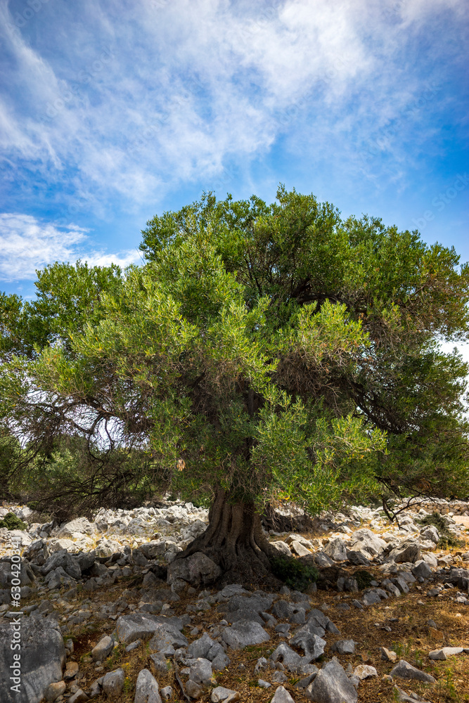 old olive tree, Adriatic coast, northern Mediterranean, summer, sunny