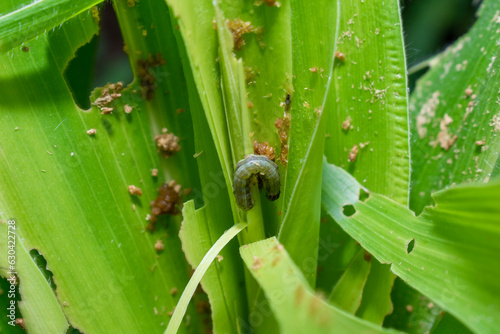 In the maize field, the armyworm attack the maize leaves, causing damage to the maize leaves, causing major losses to the maize itself. Maize is damaged by the fall armyworm Spodoptera frugiparda. att photo