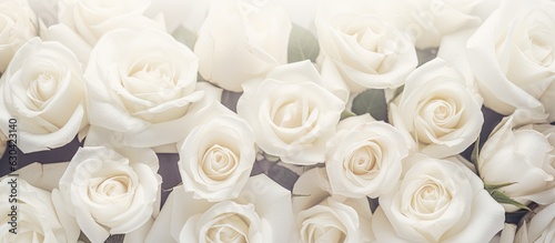 A backdrop of white roses with a soft focus and copy space  perfect for a website header design.