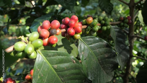 Wallpaper Mural Coffee fruits on the tree branch. push in shot. extreme close up Torontodigital.ca
