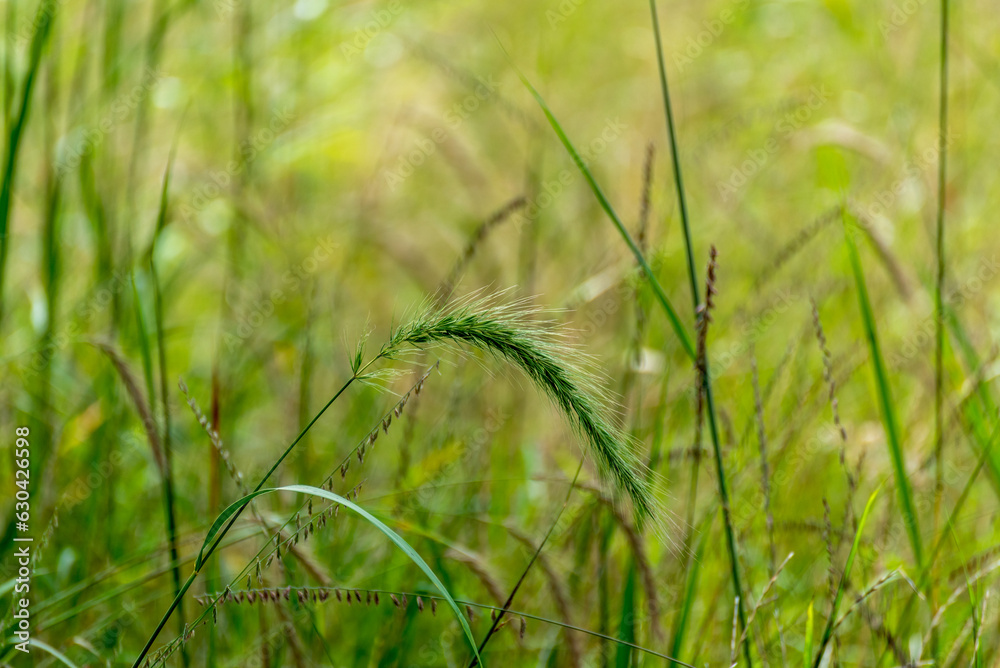 Canada Wild Rye Grass Growing In The Field In Late August In Wisconsin Canada Wild Rye Grass Growing In The Field In Late August In Wisconsin