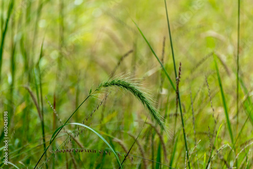 Canada Wild Rye Grass Growing In The Field In Late August In Wisconsin photo