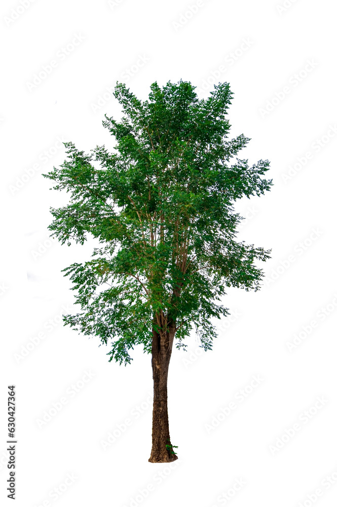 Fototapeta premium Cassia fistula, Golden shower, Indian Laburnum, Pudding-pine Tree isolated on white background