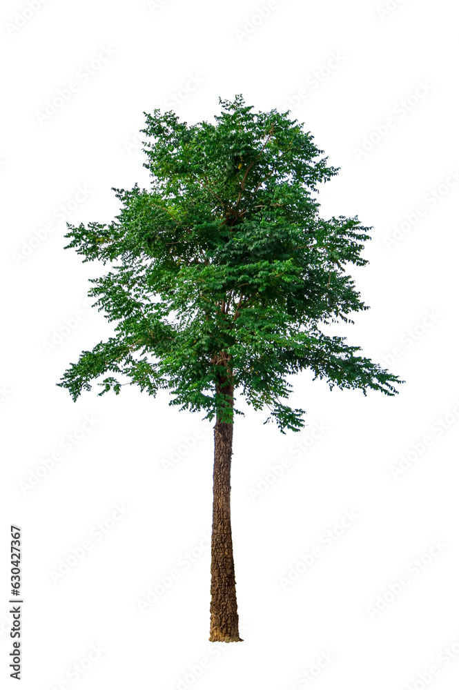 Fototapeta premium Cassia fistula, Golden shower, Indian Laburnum, Pudding-pine Tree isolated on white background