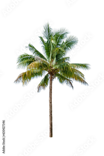 Coconut tree with coconut balls isolated on white background.