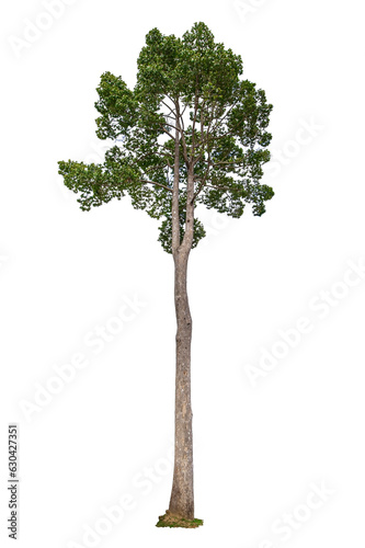 Dipterocarpus alatus Roxb. (Gurjan) isolated on white background photo